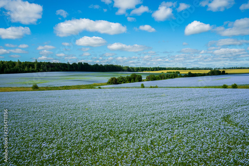 Flax flowers. Flax field, flax blooming, flax agricultural cultivation.