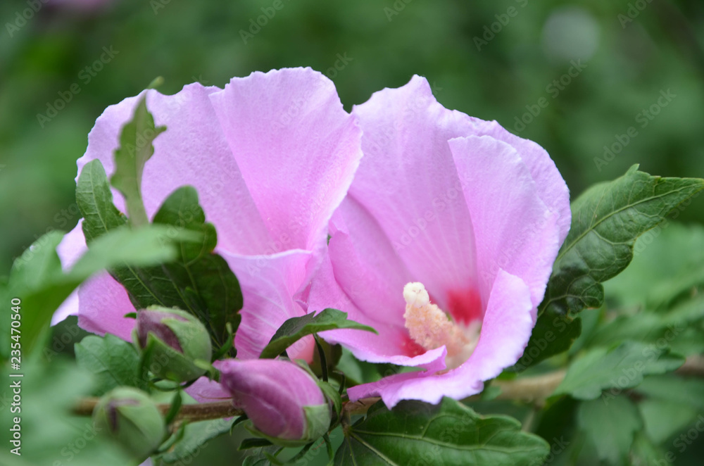 Naklejka premium pink flower in the garden