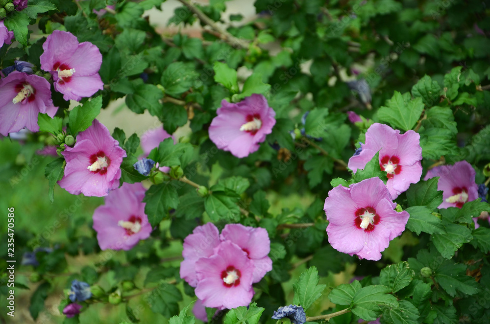 Fototapeta premium flowers in the garden