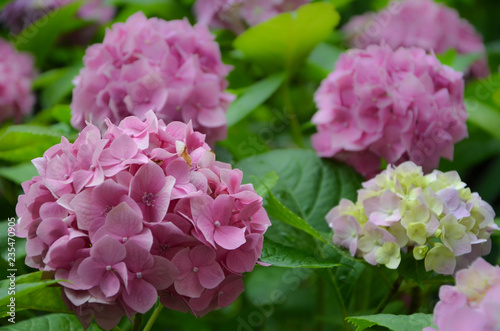 Fototapeta Naklejka Na Ścianę i Meble -  pink flowers in the garden