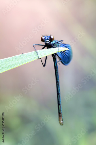 Demoiselle damselfly, bright blue insect