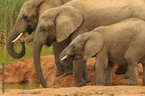 A family of African elephants drinking at a water hole.