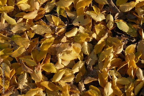 gelb verfärbtes Herbstlaub