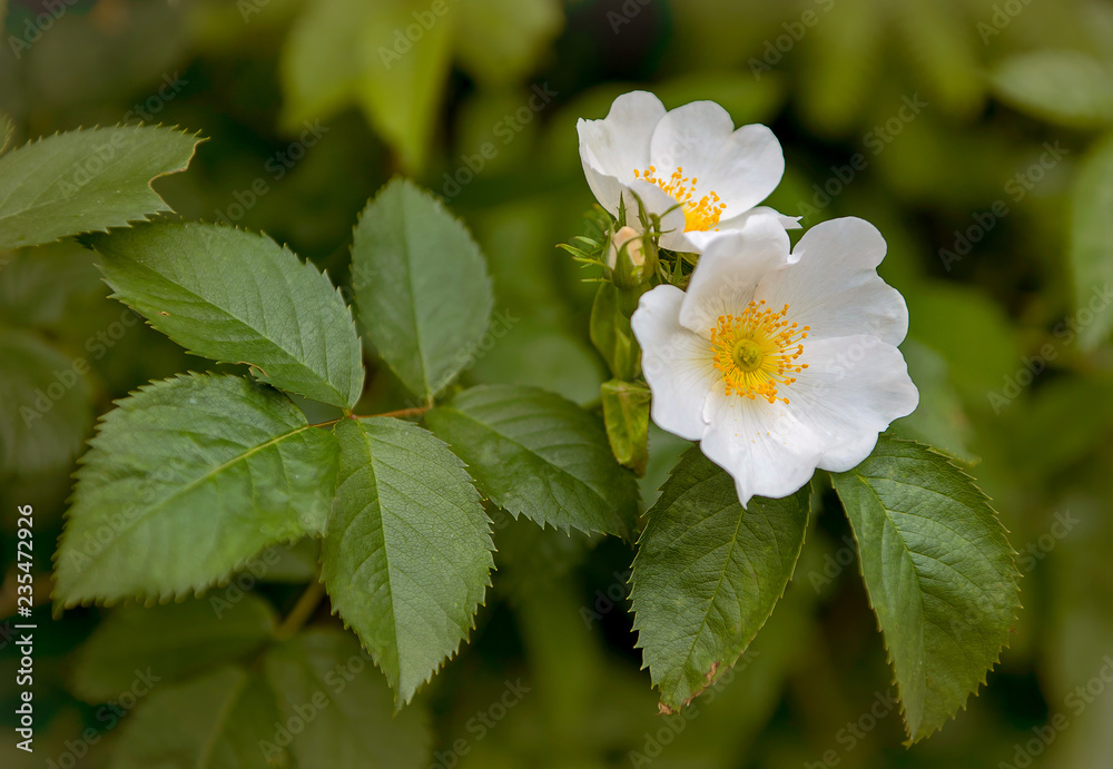 White wild rose on a background of green leaves White wild rose on a background of green leaves