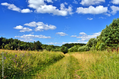 Ground road in a grassy meadow under blue sky with white clouds. Summer landscape in Low Beskids  Beskid Niski   Poland  