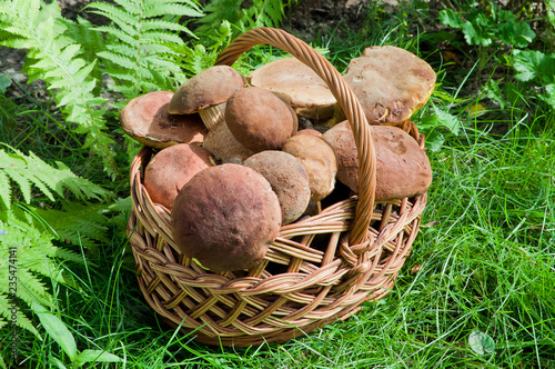 Full basket of edible mushrooms in the forest