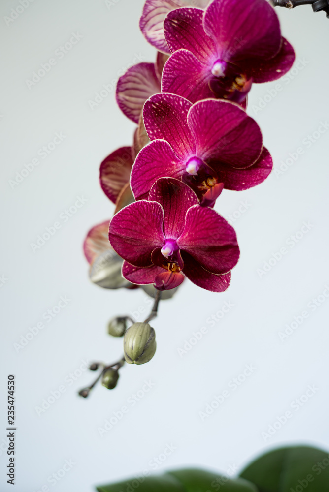Naklejka premium Lilac orchid. Inflorescence of purple orchid flowers on a branch with leaves.