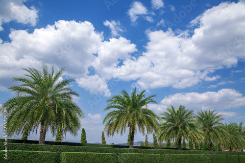 Row of palms.Cloud on the blue sky. © apple2499