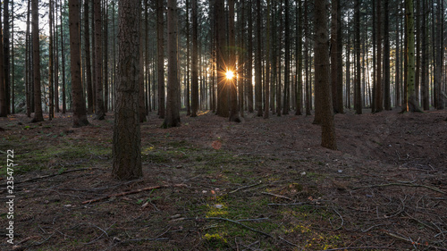 Märchenwald in untergehender Sonne mit Licht und Schatten in der Lippeniederung
