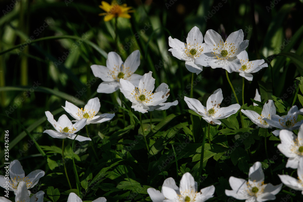 wood anemone in the wild with sun