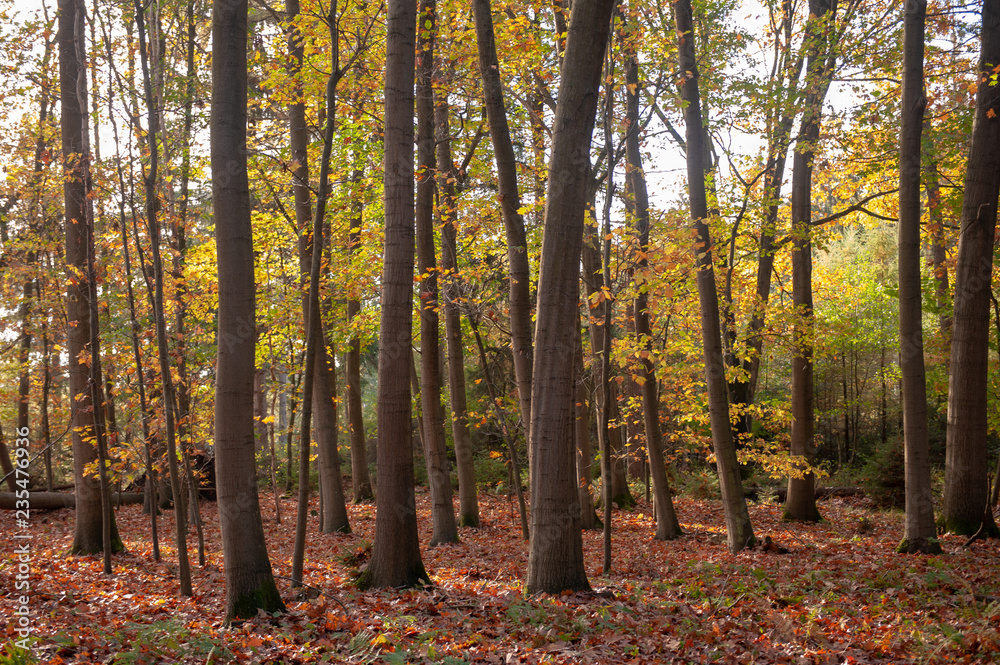 Obraz premium Impression of the Forest near former prison and transit Camp Westerbork, on a sunny afternoon. Image from the Town of Hooghalen in the province of Drenthe, the Netherlands.