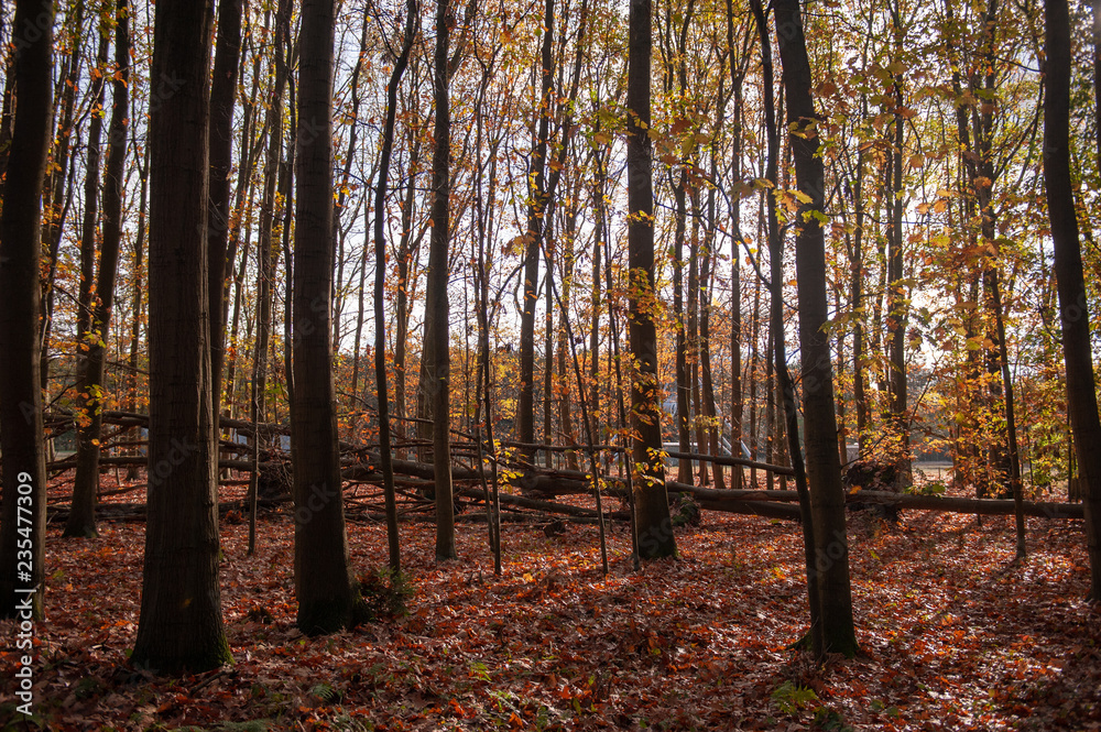 Fototapeta premium Impression of the Forest near former prison and transit Camp Westerbork, on a sunny afternoon. Image from the Town of Hooghalen in the province of Drenthe, the Netherlands.
