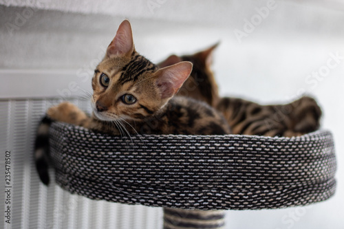 Obraz na płótnie katze