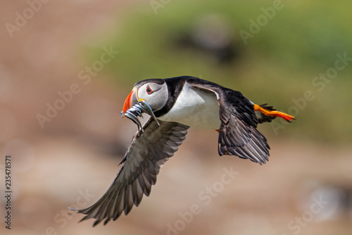 Tela Atlantic puffin flying with his beak full of sandeel  - Farne Islands - England