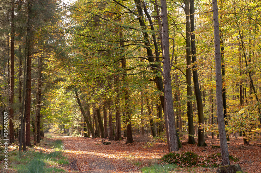 Obraz premium Impression of the Forest near former prison and transit Camp Westerbork, on a sunny afternoon. Image from the Town of Hooghalen in the province of Drenthe, the Netherlands.