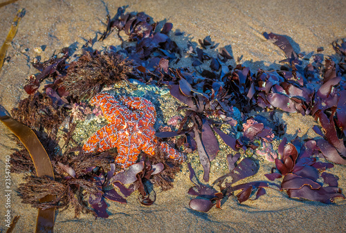 orange sea star surrounded by kelp on the beach