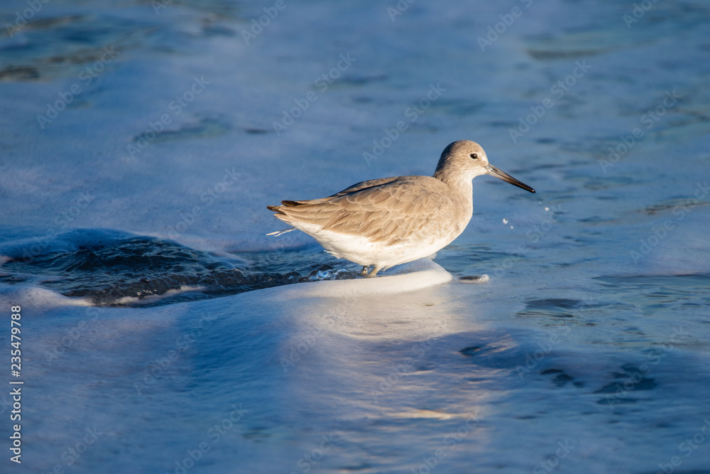 Seagull in Shallow Ocean Water Seagull in Shallow Ocean Water