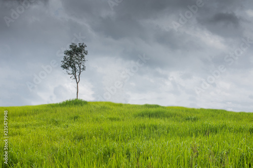 A natural green grass and tree texture background.
