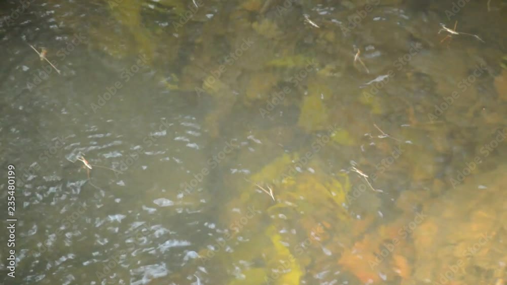 water strider or pond sketer floating on river surface in forest water strider or pond sketer floating on river surface in forest