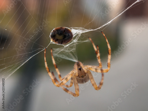 Biedronka w sieci pająka.