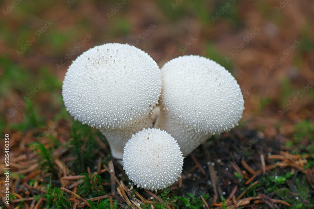 Lycoperdon perlatum, popularly known as the common puffball, warted puffball, gem-studded puffball, or the devil's snuff-box Lycoperdon perlatum, popularly known as the common puffball, warted puffball, gem-studded puffball, or the devil's snuff-box