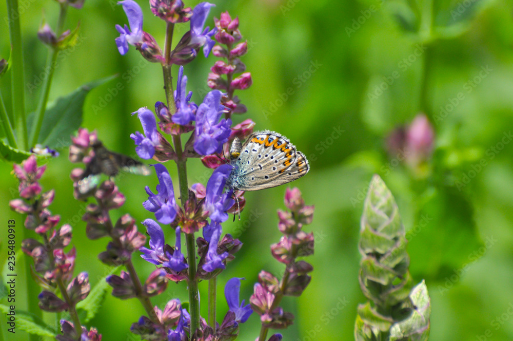 Plebejus argyrognomon, Reverdin's blue butterfly on meadow. Small blue butterfly on wildflowers Plebejus argyrognomon, Reverdin's blue butterfly on meadow. Small blue butterfly on wildflowers