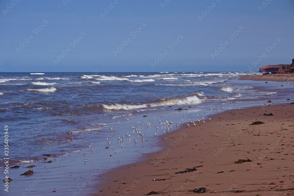 Prince Edward Island, Canada: A flock of sandpipers on a red sandstone beach in the Gulf of St. Lawrence. Prince Edward Island, Canada: A flock of sandpipers on a red sandstone beach in the Gulf of St. Lawrence.