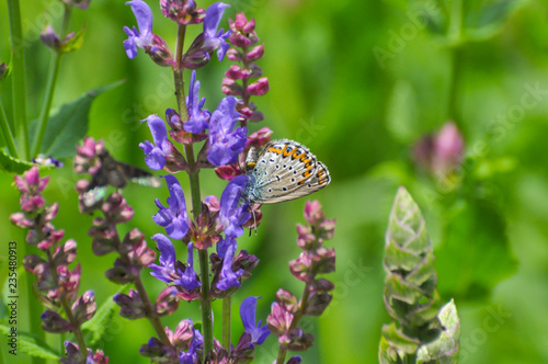 Plebejus argyrognomon, Reverdin's blue butterfly on meadow. Small blue butterfly on wildflowers photo