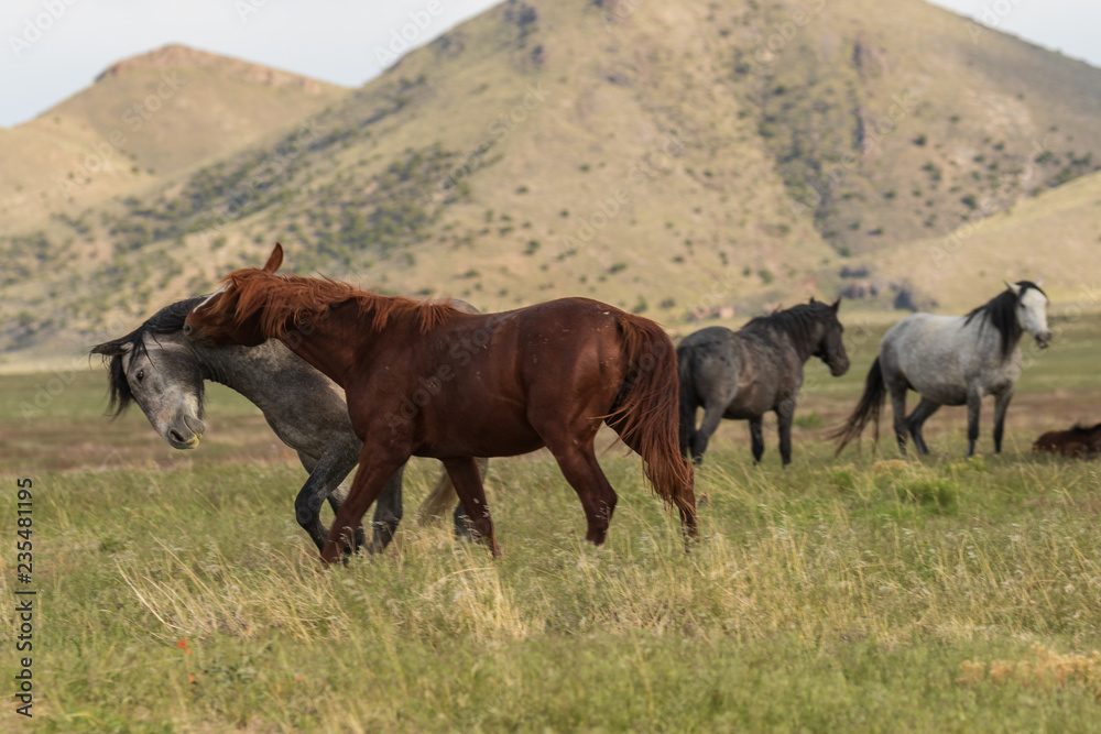 Wild Horses in the Utah Desert in Summer Wild Horses in the Utah Desert in Summer