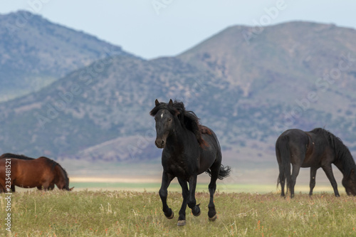 Wild Horses in the Utah Desert in Summer