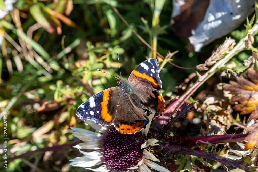 red admiral butterfly on a carlile thistle red admiral butterfly on a carlile thistle