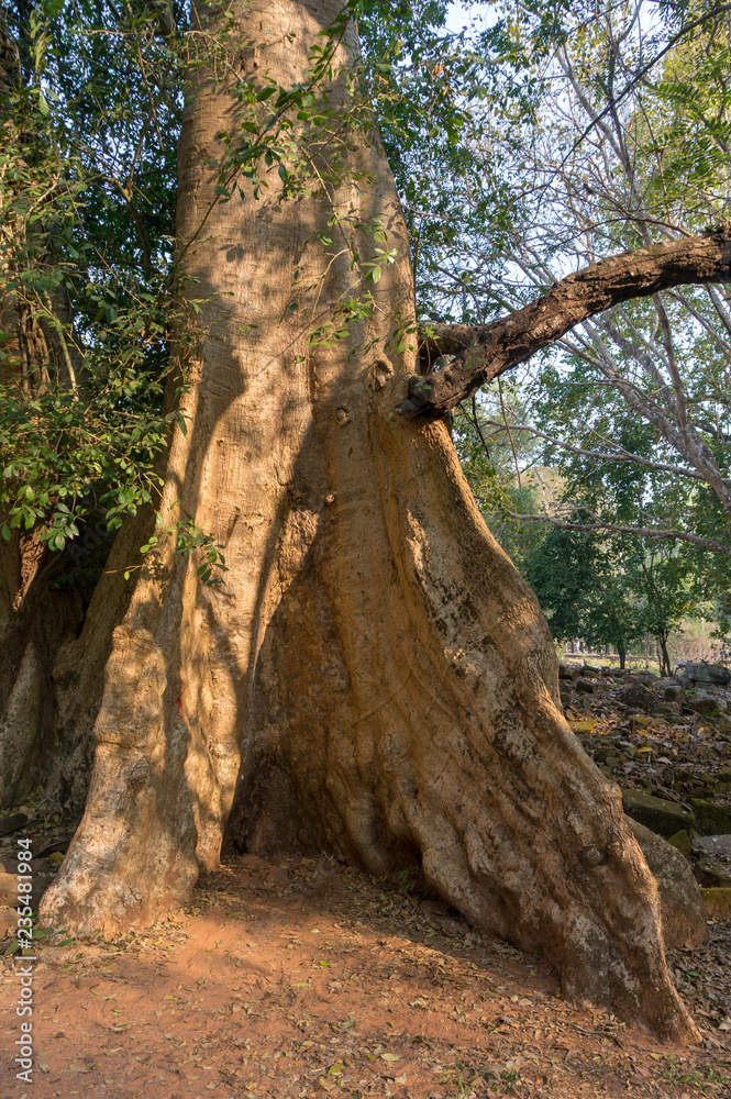 Big silk-cotton trees (Ceiba pentandra) or thitpoks (Tetrameles nudiflora) in Angkor, Siem Reap, Cambodia
