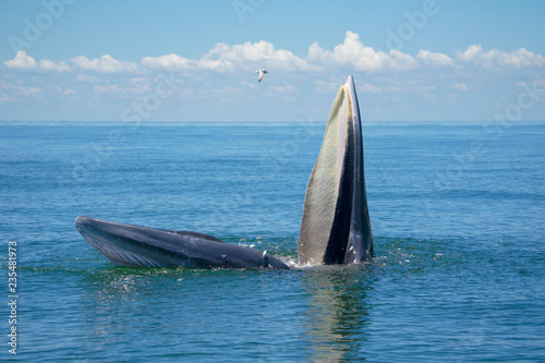 Bryde's whale, Eden's whale, Eating fish at gulf of Thailand.
