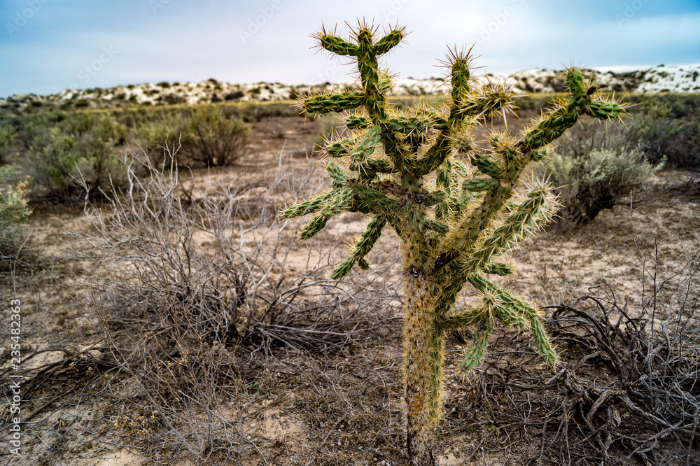 Walking Stick Cane Cholla cactus growing in White Sands National Monument  in New Mexico, USA Stock Photo | Adobe Stock
