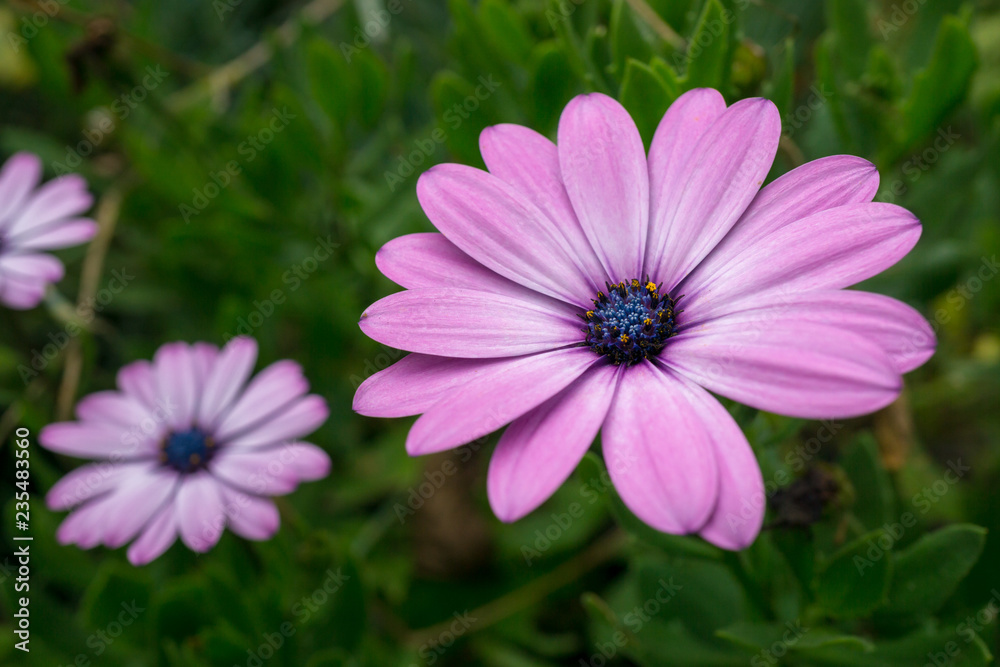 Obraz premium Macro shot of a isolated purple multi-petaled flower with green background - Osteospermum jucundum, African daisy, Dimorphotheca jucunda, Osteospermum barberae