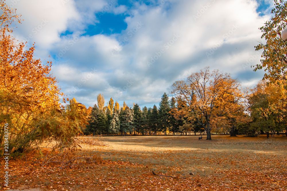 Fototapeta premium Autumn landscape, nature, park, outdoor, orange