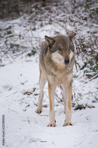 Wolf stehend frontal im Schnee Winter - Variante 2