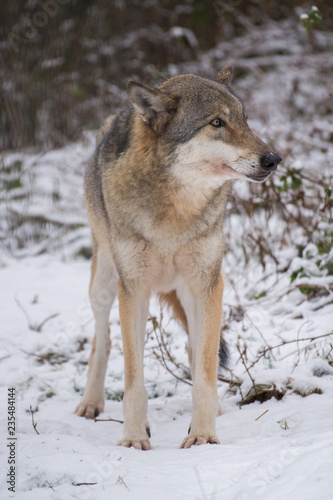 Wolf stehend frontal im Schnee Winter - Variante 3
