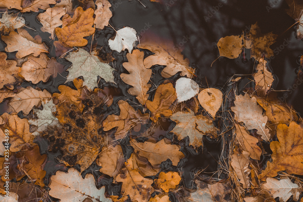 Dry fallen leaves on the ground. Autumn wallpaper.