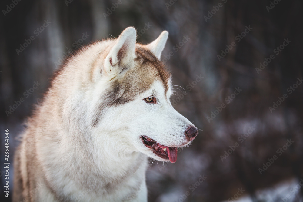 Profile portrait of gorgeous and prideful siberian Husky dog sitting in the winter forest at sunset.