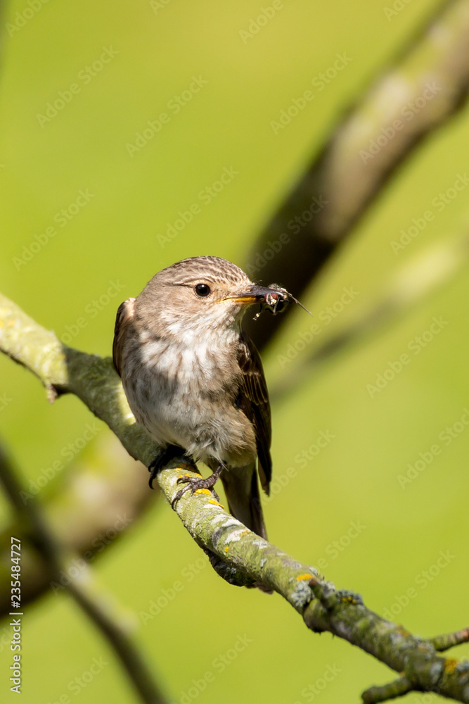 Obraz premium spotted flycatcher