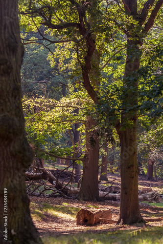 trees in a forest on a summer day with sunlight lighting the ground