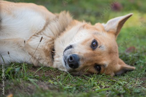 Dog laying in grass