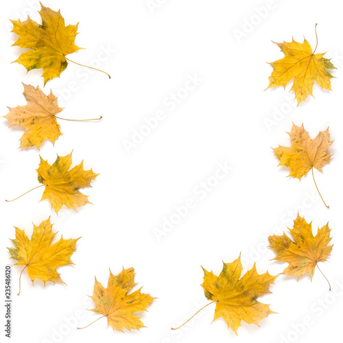 Autumn maple leaves isolated on white background. Fall concept with space for the text in the middle.