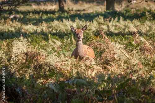 Fototapeta Naklejka Na Ścianę i Meble -  red deer in the grassland looking straight into the camera