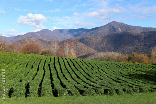 tea plantation. autumn landscape