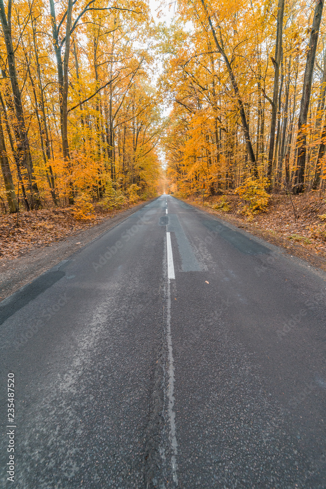 road in autumn forest road in autumn forest