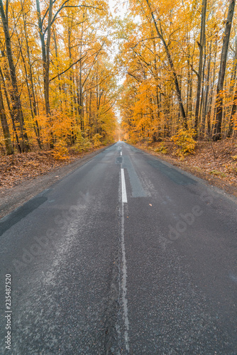 road in autumn forest © Artur Golbert