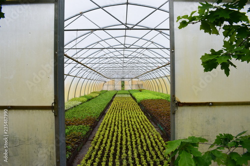 green plants in a greenhouse