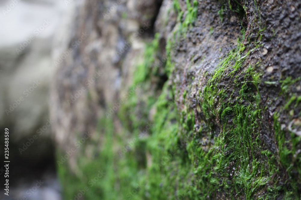 closeup of green algae growing on rock at beach closeup of green algae growing on rock at beach